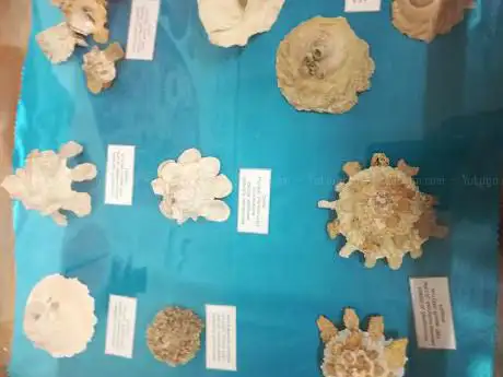 Photo de Museo delle Conchiglie 