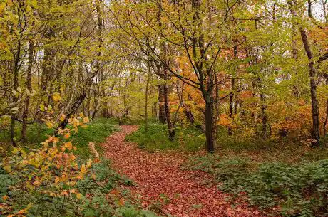 Photo de Blue Bell Woods
