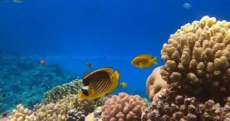 Photo de Ras Abu Soma diving site