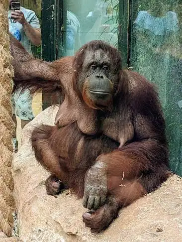 Photo de Les Orangs-outans