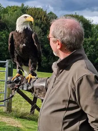 Photo de Falconry Experience Wales (Strictly by Appointment only)