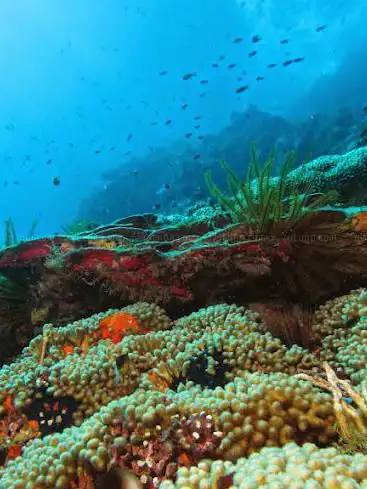 Photo de NATIYABEL DIVING Martinique