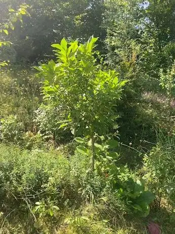 Photo de Kovačevac