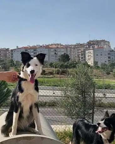 Photo de Park Canino