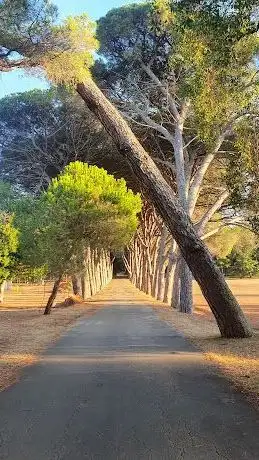 Photo de Pine tree alley  NP Brijuni