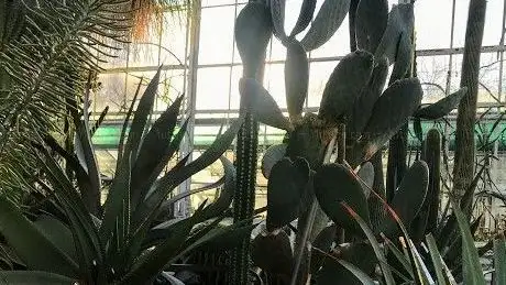 Photo of Zurich Succulent Plant Collection