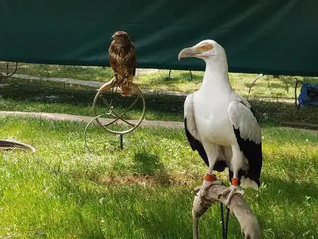 Photo de Aves rapaces de cabarceno