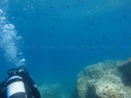 Photo de Dolphins Diving Center