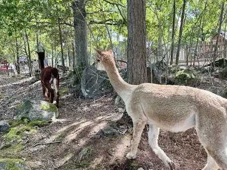 Photo de Little Zoo (Petting zoo)