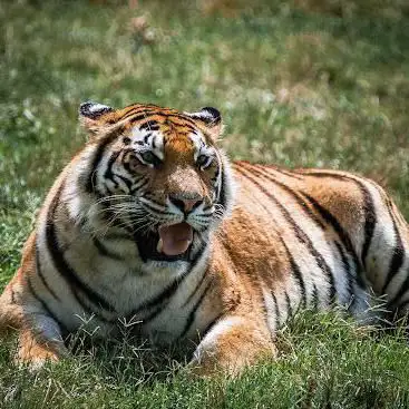 Photo de Zoosafari