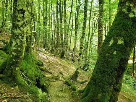 Photo de Selva de Irati - Iratiko Oihana