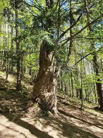 Photo de If millénaire de Crémines - Plus vieil arbre de Suisse (1'500 ans)