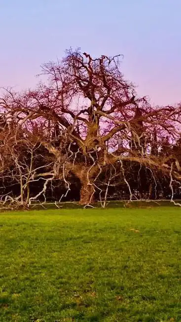 Photo de Giant Plane tree of Lamanon