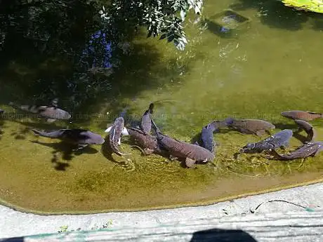 Photo of Acquario Civico e Stazione Idrobiologica di Milano