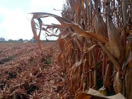 Photo de Ceyhan Kpr.
