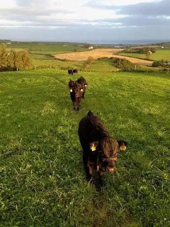 Photo de Camus Farm