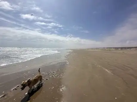 Photo de Plage blanche