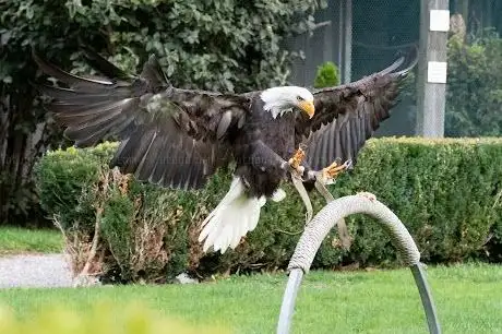 Photo de Greifvogelpark Buchs