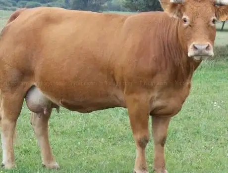 Photo de La Ferme Pédagogique de Chéreng (Accueil de groupes uniquement)