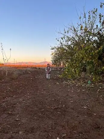 Photo de Gökdemir Fıstık bahçesi