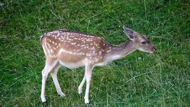 Photo de Damhirschgehege