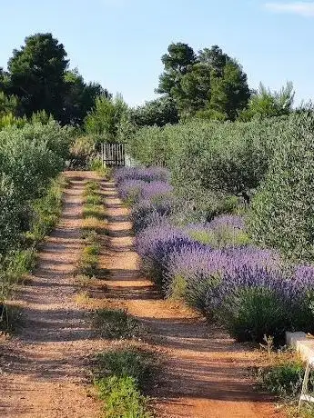 Photo de J&B Blue Lavender Farm
