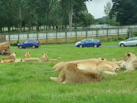 Photo de Lion enclosure