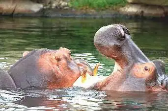 Photo de La Réserve des Hippopotames