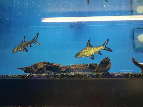Photo de Cheshire Aquatics