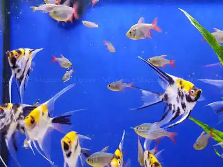 Photo de Angel Aquatics