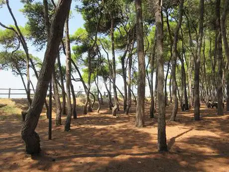 Photo de La Pineta