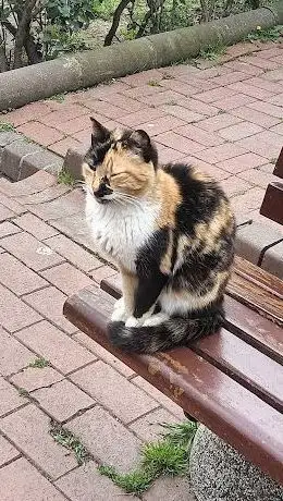 Photo de Real cat park