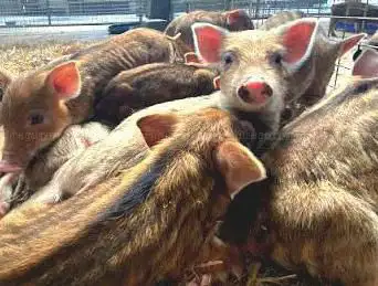 Photo de Bowland Wild Boar Park
