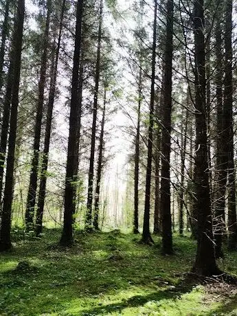 Photo de Killykeen Forest Park Killashandra