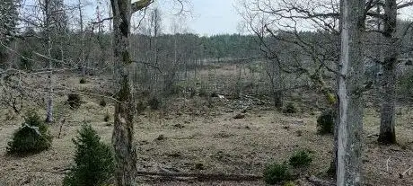 Photo de Lövsjö ängar