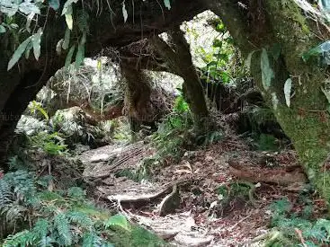 Photo de Piton Plaine des Fougères