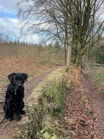 Photo de Hensol Woodland