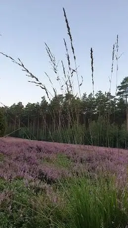 Photo de Meißendorfer Heathland