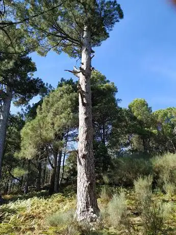Photo de Pinos Cascalbos (Pino De Manaderos)