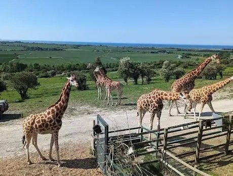 Photo of Port Lympne Safari Park