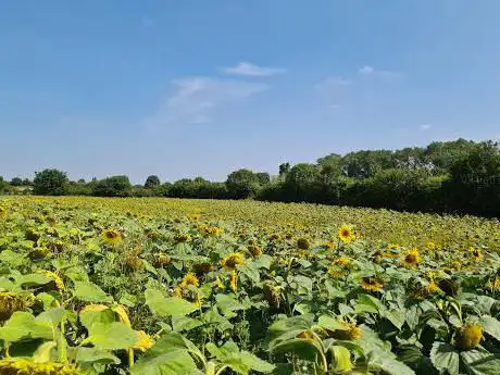 Photo de Sunflower Maze