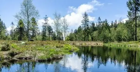 Photo of Wildrosenmoos