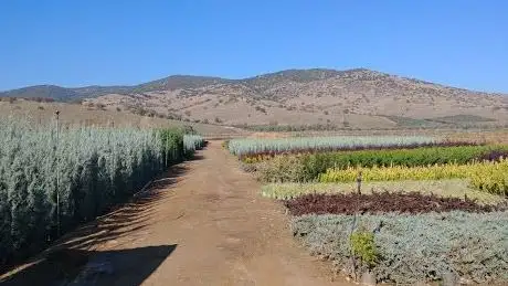 Photo de Botanik Lalebahçe Tire Şube