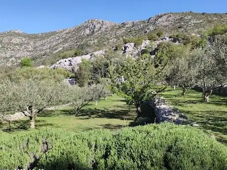 Photo de Maslinik Prović
