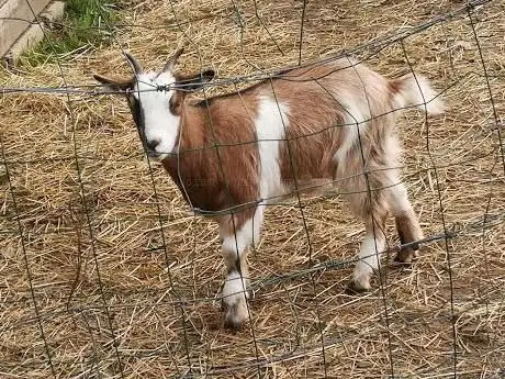 Photo de Ferme la Bergerie