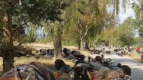 Photo de Lande de Lunebourg