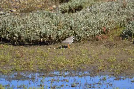 Photo de Dorset Wildlife Trust Wild Chesil Centre