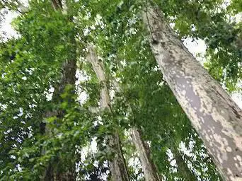 Foto de Parc Marceau