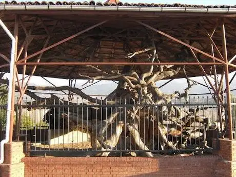 Photo de Mızık Çamı