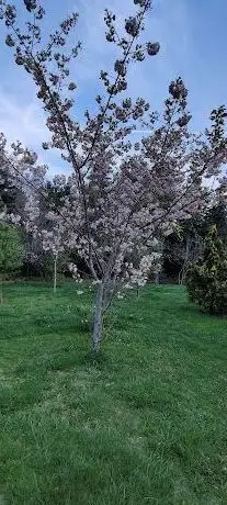 Photo de Ankara Üniversitesi Herbaryumu